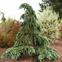 Cedrus "Divinely Blue"