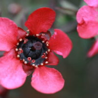 Leptospermum "Wiri Donna"