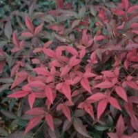 The Nandina 'Flirt™' 6" Pot features a dense cluster of reddish-pink leaves with darker green ones in the background, thriving beautifully in its container.