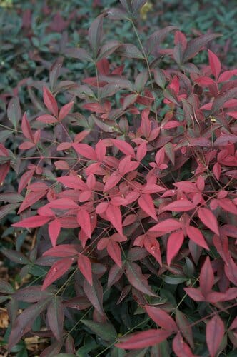 The Nandina 'Flirt™' 6" Pot features a dense cluster of reddish-pink leaves with darker green ones in the background, thriving beautifully in its container.