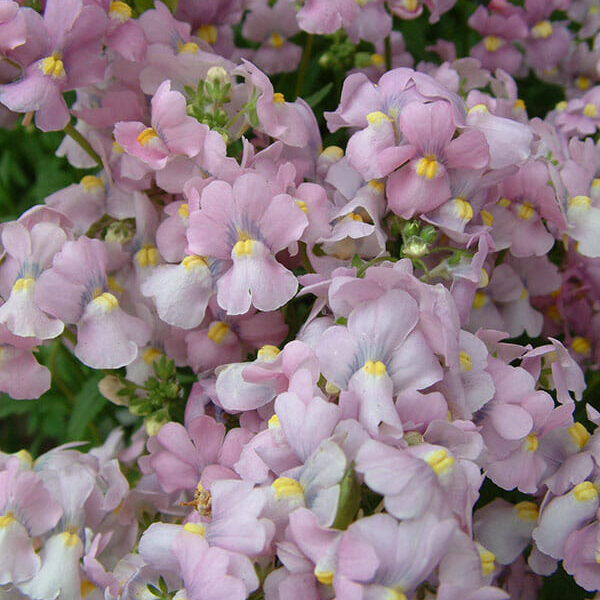 Nemesia "Lavender Pink"