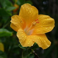 A yellow Hibiscus 'Bruceii' 6" Pot flower with raindrops on its petals.