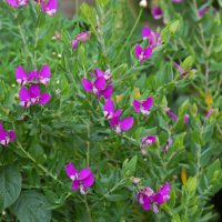 A dense cluster of green Aucuba 'Gold Dust' Variegated plants with numerous bright purple flowers in bloom.
