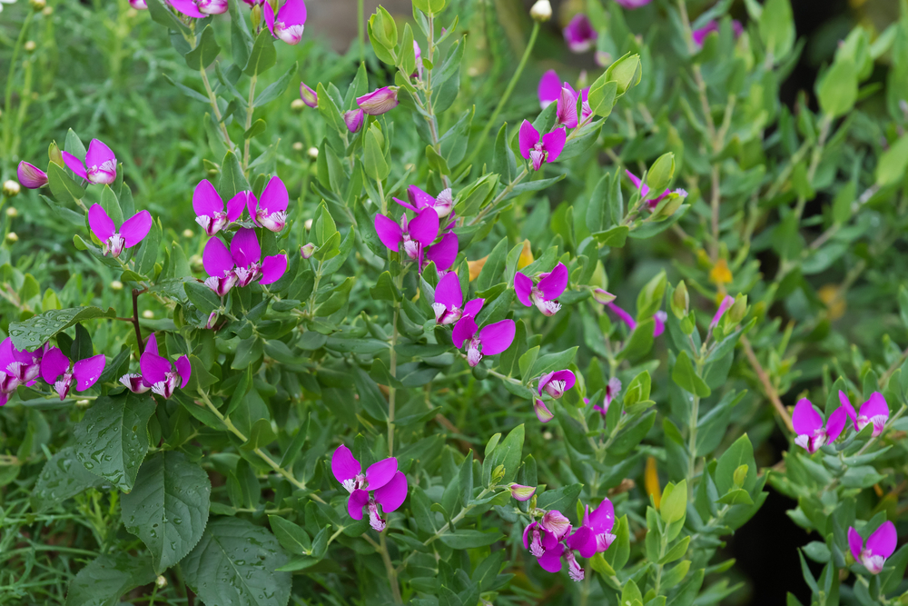 A dense cluster of green Aucuba 'Gold Dust' Variegated plants with numerous bright purple flowers in bloom.