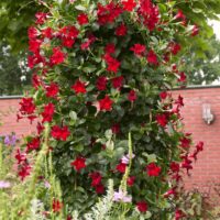 Mandevilla "Classic Dark Red"