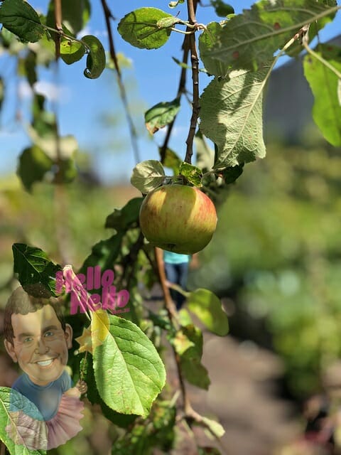 'Wandin Pride' Weeping Apple 16" pot 6ft