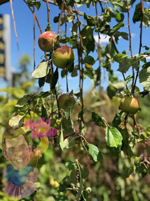 'Wandin Pride' Weeping Apple 16" pot 6ft