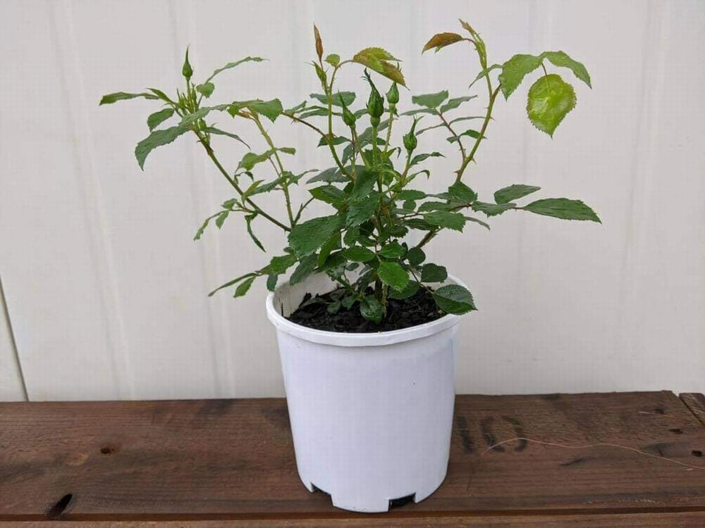 A youthful green plant with numerous leaves flourishes in a white plastic pot, poised gracefully like the Rose 'White' Carpet Rose 6" Pot on a wooden surface against a light background.