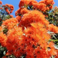 Vibrant orange Corymbia 'Wild Sunset' Grafted Gum 8" Pot flowering eucalyptus tree under a clear blue sky.