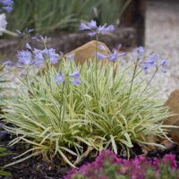 Strappy Cottage Perennial