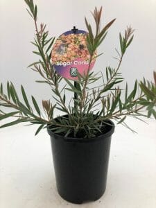 Callistemon 'Sugar Candy' 6" Pot - Image 2