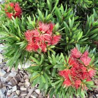 Callistemon Viminalis "Green John"
