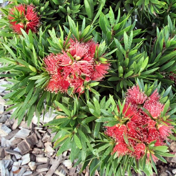 Callistemon Viminalis "Green John"