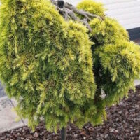 Cedrus "Gold Nugget"