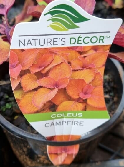 Coleus 'Campfire' 6" Pot - Image 4