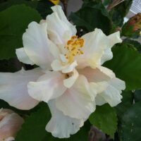 Hibiscus "White Kalakaua"