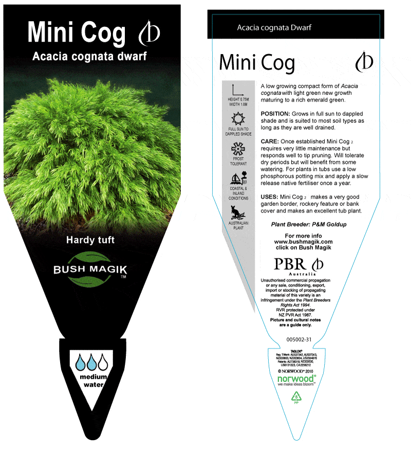 Acacia 'Mini Cog' - Image 6