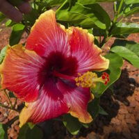 Hibiscus "Madang"