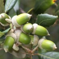 A cluster of green acorns with textured caps is attached to a Quercus 'Holly Oak' 16" Pot branch, surrounded by lush green leaves.