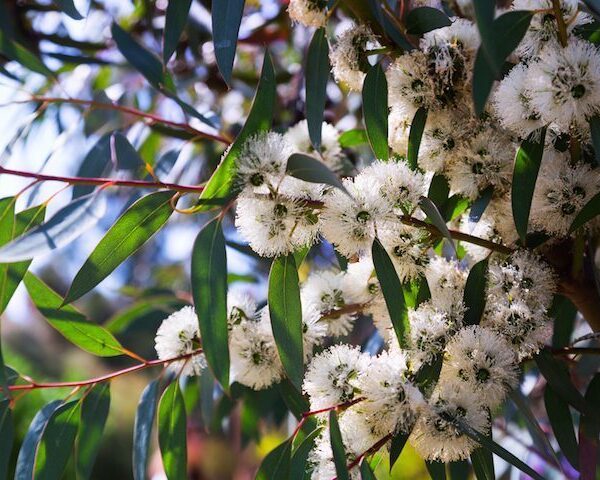 Eucalyptus Little Snowman