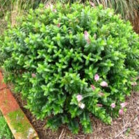 Hebe "Oratia Beauty"