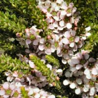 Leptospermum "Mozzie Blocker"