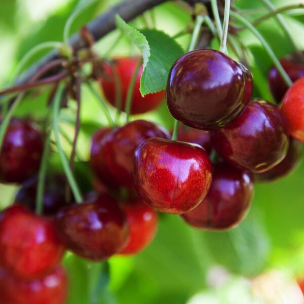 Close-up view of ripe, red Prunus 'Morello' cherries hanging on a branch with vibrant green leaves in the background.