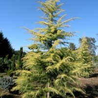 Cedrus "Silver Atlas Cedar"