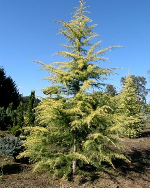 Cedrus "Silver Atlas Cedar"