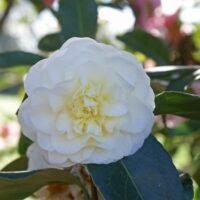 Camellia "Lemon Drop"