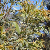 Eucalyptus "Little Star"
