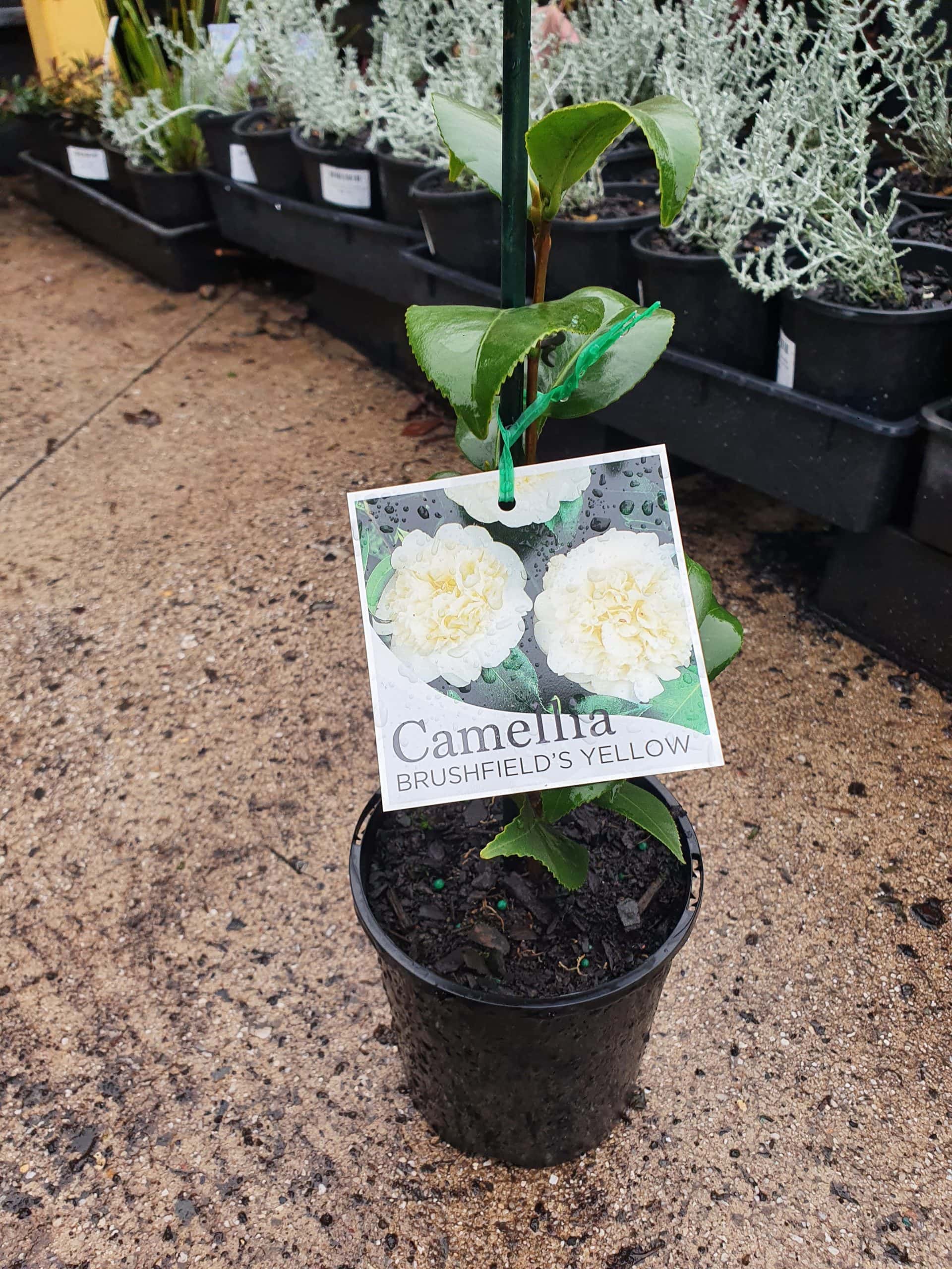 A young Camellia japonica 'Brushfield's Yellow' 6" Pot plant, with a label showing a picture of its flowers, displayed at a garden center.
