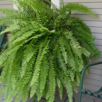 Nephrolepis "Boston Fern"