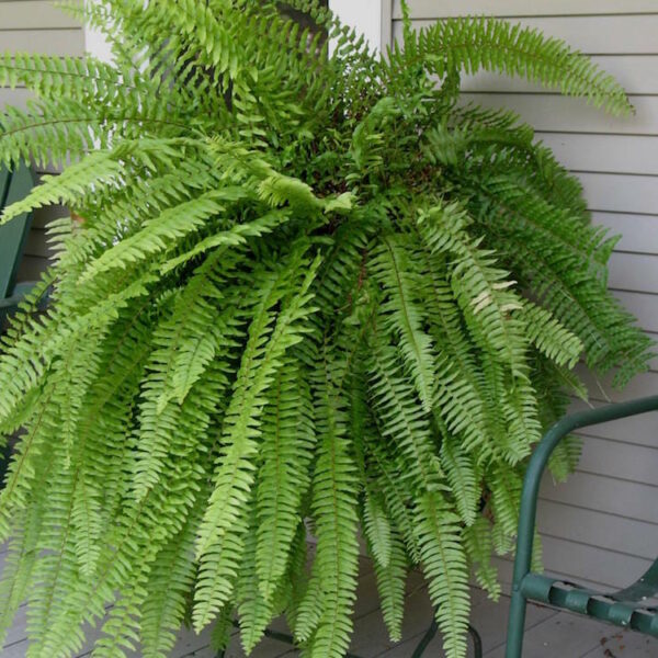 Nephrolepis "Boston Fern"