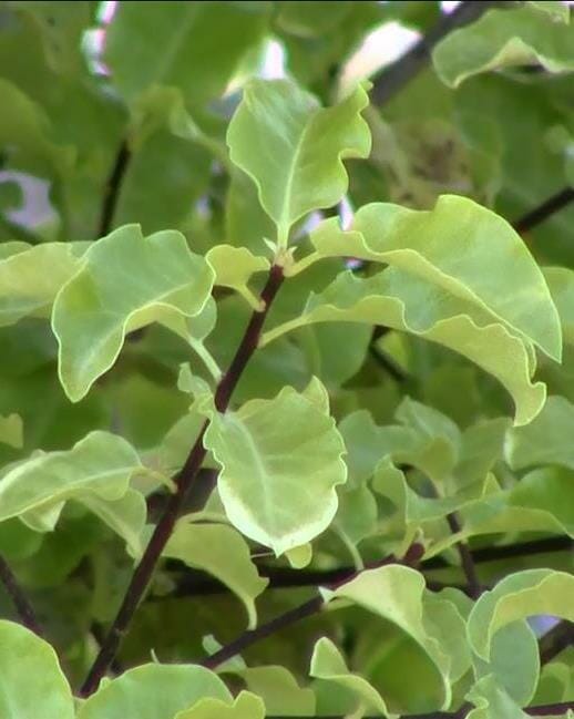 Close-up of fresh green Pittosporum 'Tasman Ruffles' leaves on a tree branch in a Pittosporum 'Tasman Ruffles' 6" Pot.