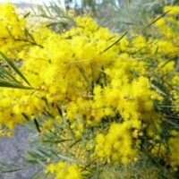 Acacia "Snowy River Wattle"