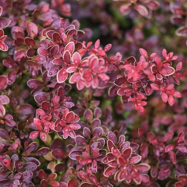 Close-up of a Hydrangea 'Sundae Fraise' 8" Pot, boasting small, vibrant pink and red leaves with a hint of green.