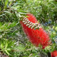 Callistemon "Willow Bottlebrush Red"