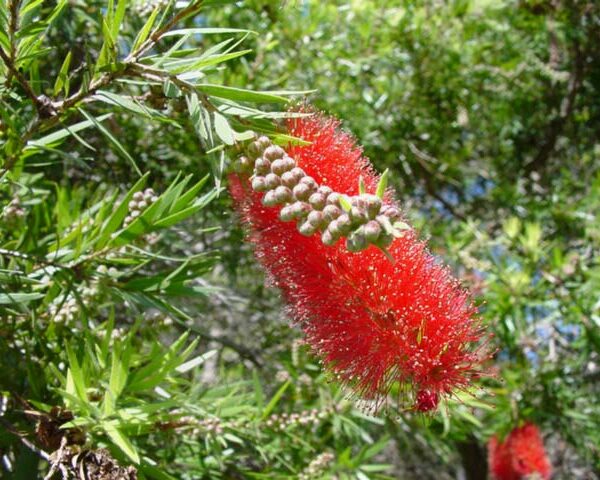 Callistemon "Willow Bottlebrush Red"