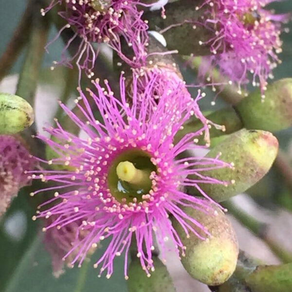 Eucalyptus "Purple Patch"