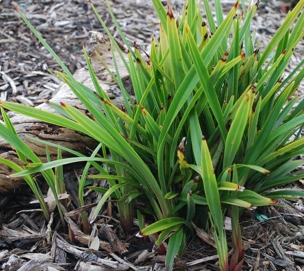 Dianella "Tiny Tas"