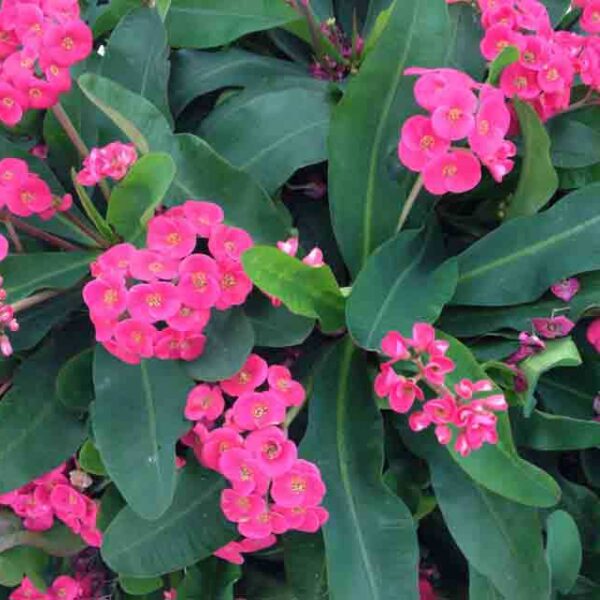 Euphorbia "Lipstick"