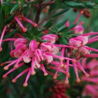 Grevillea "Rosy’s Baby"