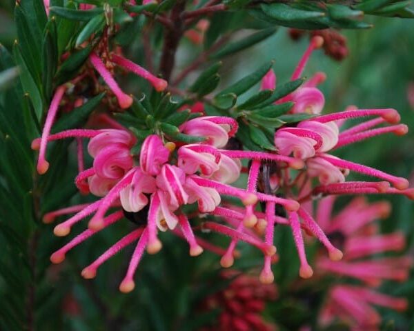Grevillea "Rosy’s Baby"