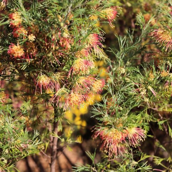 A dense Grevillea bush with clusters of spiky, pink, and yellow flowers surrounded by green needle-like foliage, flourishing magnificently in a Grevillea 'Bonnie Prince Charlie' 8" Pot.