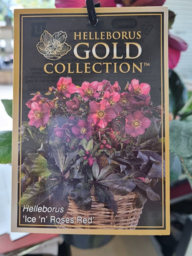 Helleborus 'Ice 'n Roses' Red Hellebore - Image 3