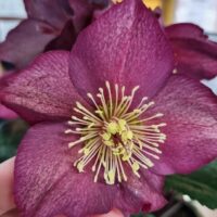 Close-up of a hand holding a red Helleborus 'Ice 'n Roses' flower from a 7" pot, showcasing its prominent cluster of yellow stamens.