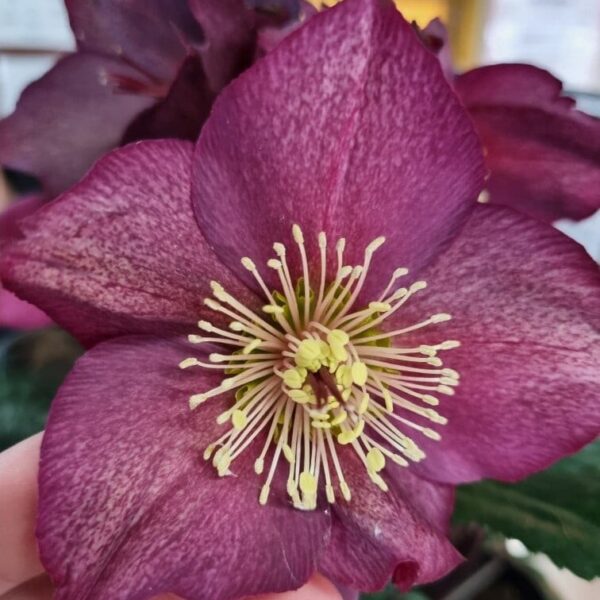 Close-up of a hand holding a red Helleborus 'Ice 'n Roses' flower from a 7" pot, showcasing its prominent cluster of yellow stamens.