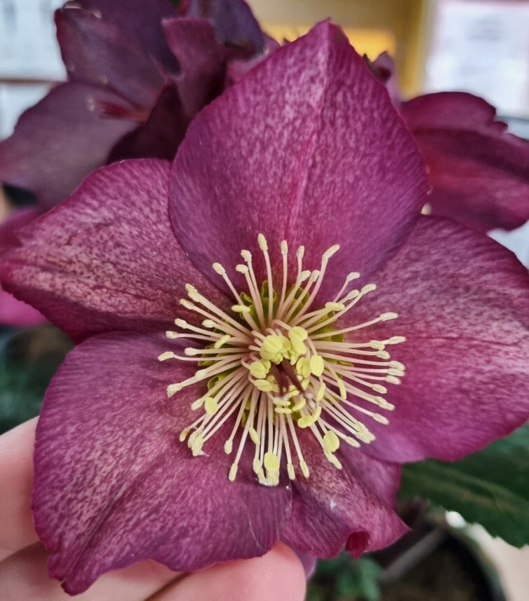 Close-up of a hand holding a red Helleborus 'Ice 'n Roses' flower from a 7" pot, showcasing its prominent cluster of yellow stamens.