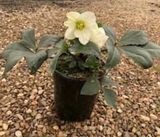 Helleborus 'Ice 'n Roses White' Hellebore 7" Pot - Image 3